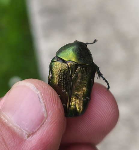 European Rose Chafer