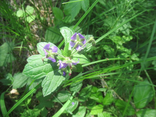 Geranium platyanthum, photograph 4