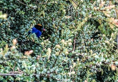 Iridosornis rufivertex