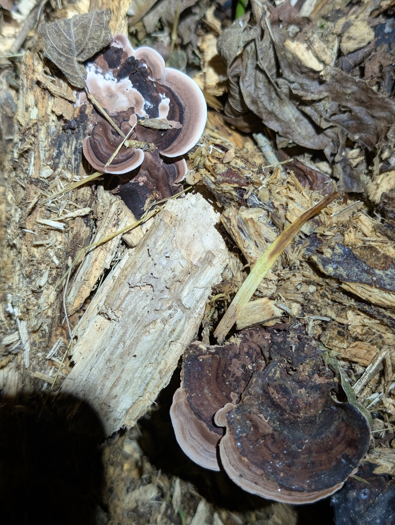 Nigroporus vinosus · July 2026 · photo: Photo: (c) Leila Dasher, some rights reserved (CC BY) · iNaturalist