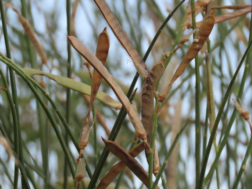 Spanish Broom