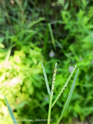 knot grass