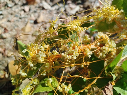 Field Dodder