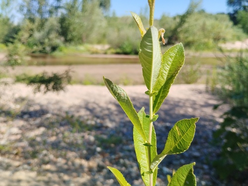 Rusty Willow