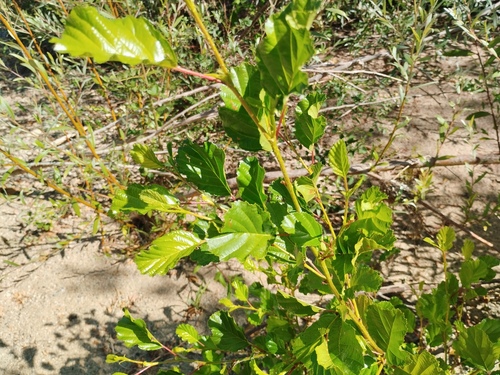 common alder