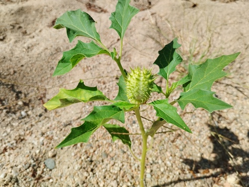 jimsonweed