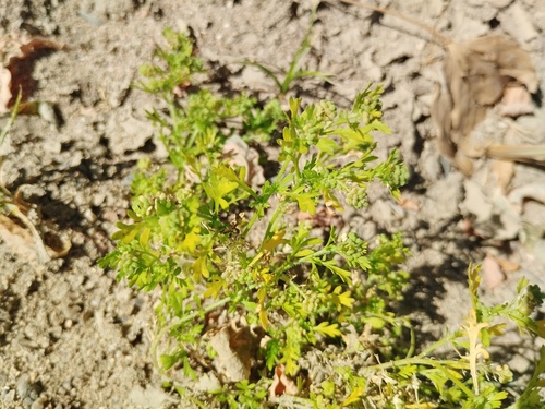 Lesser swine-cress