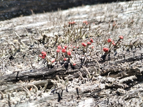 Lipstick Powderhorn