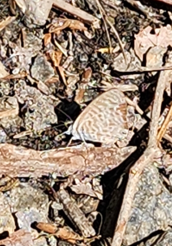 Lang's Short-tailed Blue
