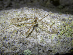 Austrolimnophila argus