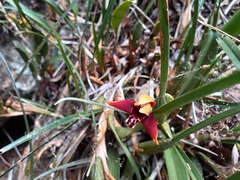 Maxillaria tenuifolia