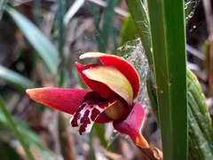 Maxillaria tenuifolia