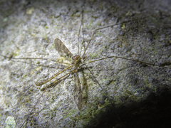 Austrolimnophila argus