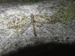 Austrolimnophila argus
