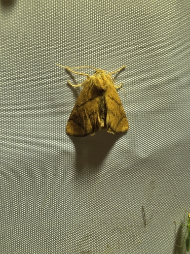 Festoon