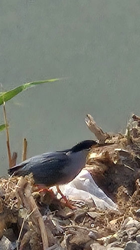 Little Heron