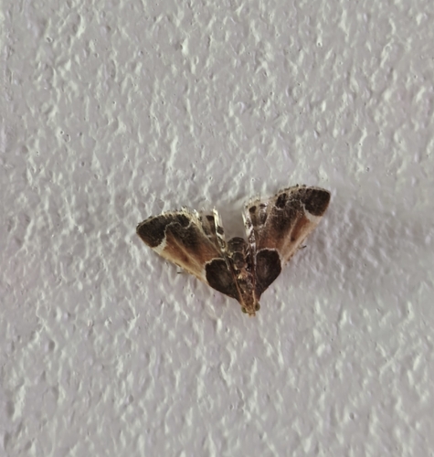 Meal moth