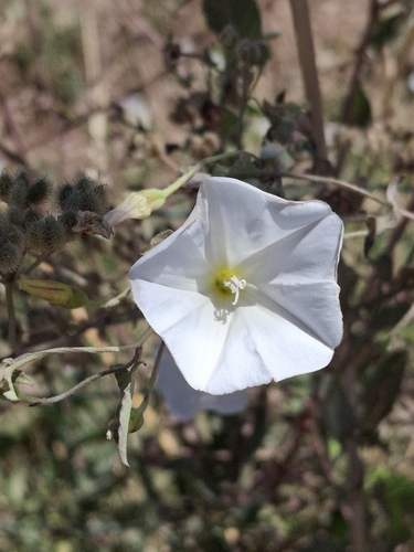 field bindweed