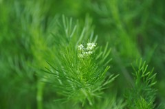 Bifora americana