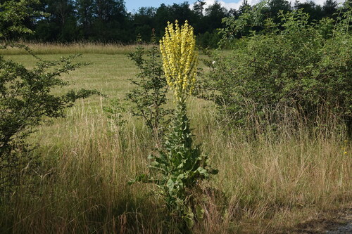 Showy mullein (Verbascum speciosum)