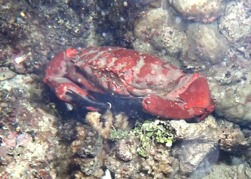 Etisus splendidus observed 2026-06-14