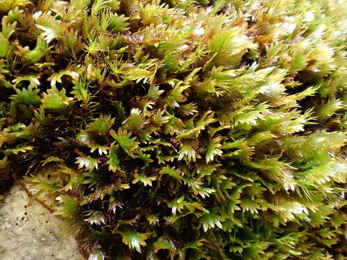 Fissidens osmundioides observed 2026-07-02