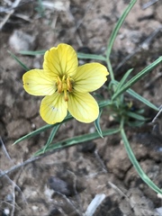 Senna pumilio