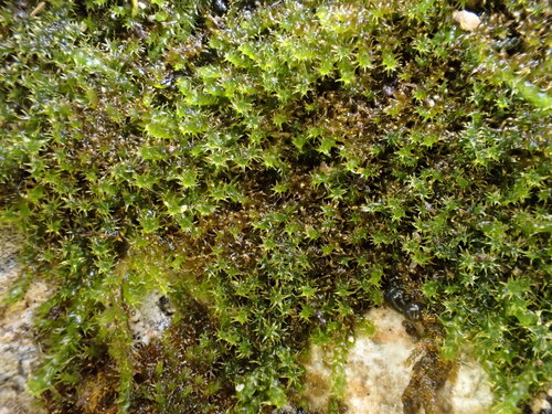 Campylophyllum halleri observed 2026-07-02