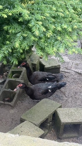 Domestic Muscovy Duck