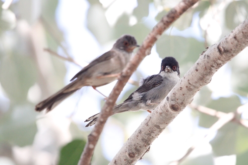 Sardinian Warbler