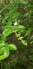 Ligustrum sinense