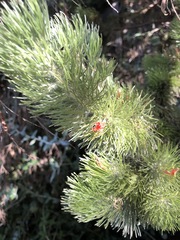 Adenanthos