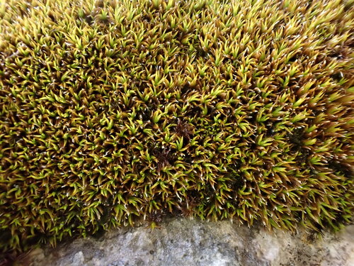 Tortella inclinata, 2026-07-02
