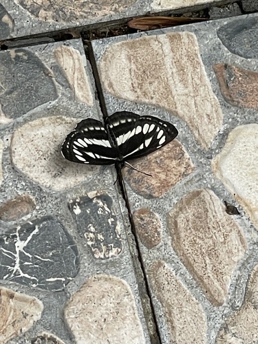 Pallas' Sailer