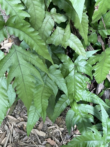 Tectaria subtriphylla observed 2026-07-02