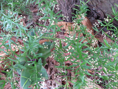 Asparagus image