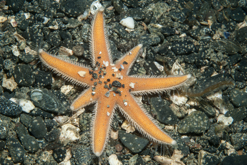 Luidia ciliaris