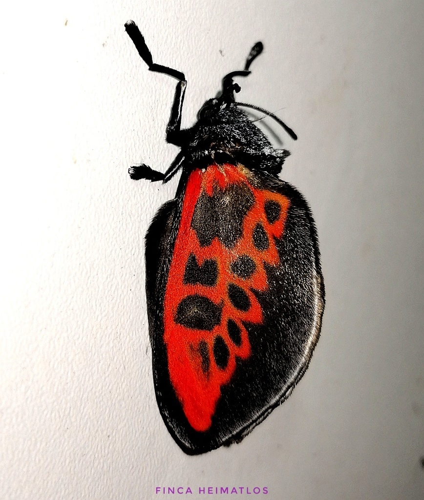 Langucys bicolor