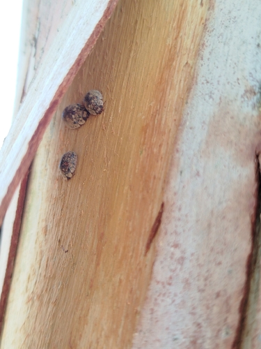 Australian Tortoise Beetle