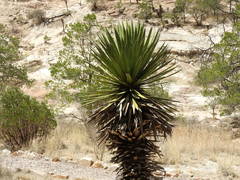 Yucca decipiens