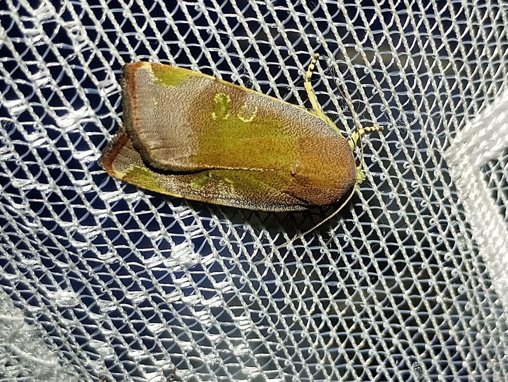 Noctua tertia