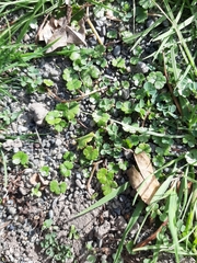 Hydrocotyle microphylla