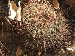 Mammillaria wagneriana