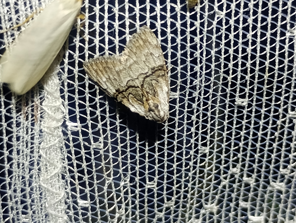 Meganola togatulalis