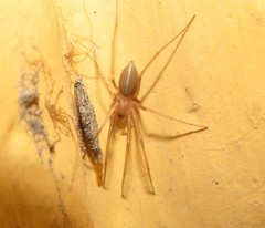 Cithaeron praedonius