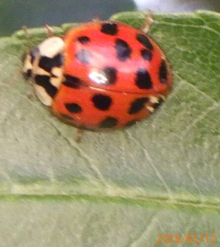 Hesperomyces harmoniae