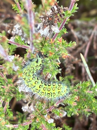 Small Emperor Moth