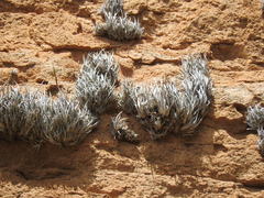 Tillandsia fresnilloensis