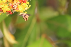 Byrsonima crassifolia