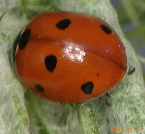 Seven-spotted Lady Beetle